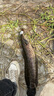狂狐 新款大毒蟾雷蛙遠投重草大克重高命中率釣黑魚(yú)專(zhuān)殺雷強路亞餌 【改裝款 大毒蟾】黃色/21.5克 曬單實(shí)拍圖