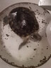 仟湖OF烏龜飼料巴西龜活體小幼龜通用龜糧豬鼻龜草龜成長(cháng)上浮補鈣龜食 烏龜飼料小粒250克 曬單實(shí)拍圖