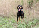 houndguard/TR-dog獵狗定位器4G無(wú)線電大山無(wú)信號(hào)可用GPS北斗護(hù)農(nóng)獵犬追蹤器 1代-黑色（1拖1） 曬單實(shí)拍圖