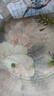 奈寵小魚(yú)飼料孔雀魚(yú)小型魚(yú)天使黑尾大勾魚(yú)魚(yú)糧開(kāi)口糧觀(guān)賞小金魚(yú)通用 0.3mm【5cm以下魚(yú)吃】蝦紅素550ml 上浮型（小型魚(yú)通用） 曬單實(shí)拍圖