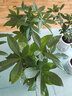 中夢(mèng)八方來(lái)財鴨腳木四季常青室內陽(yáng)臺桌面綠植盆栽花卉發(fā)財樹(shù)苗招財樹(shù) 【2盆裝】八方來(lái)財一盆四顆【早安盆】 其他 曬單實(shí)拍圖