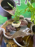 八芽海島羅漢松指尖微型盆栽桌面小綠植迷你拇指好養植物源頭直發(fā)包郵 凌云狼尾蕨 陶瓷盆-帶盆栽好 曬單實(shí)拍圖