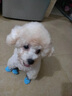 阿莫爾狗狗襪子防滑腳套不掉防臟防抓爪套泰迪比熊中小型犬寵物貓咪鞋子 小熊貓 L 建議8-15斤  寬35mm長90mm 曬單實拍圖