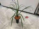 華香園蘭花 細(xì)葉寒蘭 濃幽香型 冬帶花苞 室內(nèi)外盆栽花卉耐陰綠植 細(xì)葉寒蘭5苗非連體專用盆帶花 曬單實拍圖