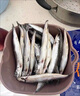 新鮮多春魚滿籽人吃多籽魚鮮活冷凍海鮮水產(chǎn)特大海魚燒烤食材商用 滿籽多春魚5斤裝 曬單實(shí)拍圖