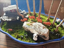造景鮮活苔蘚微景觀青苔景觀植物鋪面短絨小灰蘚搭配庭院桌面盆栽 紗布苔蘚 紗布小灰蘚16*10cm-10片裝/盒 曬單實(shí)拍圖