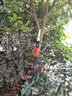 牧達人鋰電高枝鋸電動(dòng)高枝剪充電式加長(cháng)桿伸縮修剪樹(shù)枝剪果樹(shù)園林高空鋸 4.8米24V8寸20安9小時(shí)5根精品鏈 曬單實(shí)拍圖