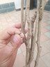 旺之春多花紫藤樹(shù)苗 紫藤苗盆栽紫藤花苗攀援花卉紫藤盆栽爬藤植物凌霄 多色4年苗 不含盆 曬單實(shí)拍圖