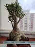 沙漠玫瑰重瓣花基地直銷老樁室內(nèi)陽臺四季開花植物多肉盆栽花卉 紅色重瓣20年老樁根粗18-22CM 帶盆栽好 曬單實(shí)拍圖