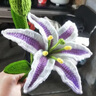 絨一21世紀嬰兒蠶絲蛋白絨寶寶毛線(xiàn)芭芘絨6股中粗線(xiàn)鉤鞋子織毛衣 詳情頁(yè)其他顏色下單備注 曬單實(shí)拍圖