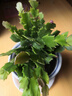 種花迷多色蟹爪蘭花苗盆栽當(dāng)年開四季開花重瓣螃蟹抓蓮好養(yǎng)易活室內(nèi)花卉 混色10棵（當(dāng)年開花）隨機(jī)2色 不含盆 曬單實拍圖