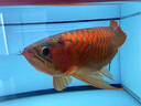 boxtech魚缸燈led燈龍魚燈水族箱專用照明燈增艷增色燈金魚燈水草防水燈 T8系列-20W增艷燈92cm燈管 曬單實(shí)拍圖