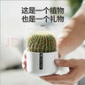 綠蔭巷子仙人掌球多肉植物盆栽室內類(lèi)電腦桌面綠植小盆栽組合好養肉肉盆景 【金琥+金冠+白雪光】瓷盆+擺件 含盆 曬單實(shí)拍圖