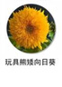 播種心情向日葵種子可食用觀(guān)賞大?？ㄗ延涂捀邨U多頭陽(yáng)臺庭院盆栽孑 玩具熊向日葵100粒+肥 曬單實(shí)拍圖