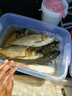 BAISHA FISH BS鰱鳙餌料魚(yú)餌酸臭拋竿釣籠水怪浮釣胖頭花白鰱野釣餌料 鰱鳙餌酸酵味【18枚】 曬單實(shí)拍圖
