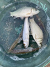 鑫達瓦魚竿超硬19調(diào)谷麥竿三定位不剪線前打竿逗釣竿魚竿全套釣魚用品 7m 19調(diào)+防炸線前打輪套裝 曬單實拍圖