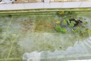 森森（SUNSUN）錦鯉池塘魚池吸污機(jī)吸便器吸泥機(jī)水池吸污泵魚糞便清潔工具池底清 200W加強(qiáng)版三角吸污機(jī)電線10米排污管10米 曬單實(shí)拍圖