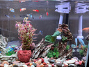 CRAZY PLANT孔雀魚活魚觀賞魚活體熱帶小型淡水好養(yǎng)耐高端鳳尾魚臨產(chǎn)孕母繁殖 【3-4CM】精品孔雀魚A 共8條 曬單實拍圖