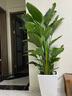瑰瑋 天堂鳥(niǎo)盆栽鶴望蘭大型辦公室植物家居客廳北歐室內真花綠植 高150-160含白筆筒瓷盆 含盆 曬單實(shí)拍圖
