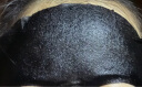 春雨（Papa recipe）黑色清洁毛孔蜂蜜面膜10片 补水保湿温和控油 全新升级送妈妈 实拍图
