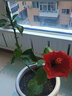 看匠 扶?；缗柙远嗷ㄉ錾Ｄ鹃人募鹃_花綠植朱槿花苗庭院花卉易活 粉色單瓣扶桑 曬單實(shí)拍圖