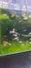 瘋狂水草豐年蝦卵孔雀魚(yú)斗魚(yú)小型魚(yú)苗開(kāi)口飼料高蛋白營(yíng)養(yǎng)觀賞魚(yú)幼魚(yú)糧 蝦卵（高純度 實(shí)蝦卵） 100g 1瓶 緩沉型 曬單實(shí)拍圖