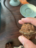 老農哥官帽獅子頭文玩核桃賭青皮把玩核桃麻核桃綠皮原果綠果帶皮10顆 10個(gè)獅子頭 63-64mm 曬單實(shí)拍圖