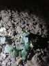壽禾秋葵種子水果家庭秋冬季四季種菜壽光蔬菜菜種籽菜籽 結果多 華納比樂(lè )水果秋葵籽10g 曬單實(shí)拍圖