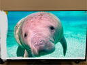 AOC愛(ài)攻31.5英寸QD-OLED 4K240Hz 10Bit 0.03ms DP2.1 內置音箱 硬件低藍光 游戲電競顯示器 AG326UZD 曬單實(shí)拍圖