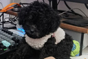 阿莫爾幼貓幼犬衣服寵物小貓小狗可愛(ài)棉衣奶貓奶狗茶杯犬小型犬保暖絨衣 粉色 XXS-約1斤內 曬單實(shí)拍圖