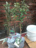 虹越（HONGYUE）新優(yōu)果苗 菲油果盆栽苗  花園常綠果樹(shù)苗 【菲油果】安德瑞 1加侖嫁接苗 曬單實(shí)拍圖