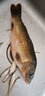 福阿九 千又魚鉤正品歪嘴散裝倒刺魚鉤套裝組合鯽魚鯉魚鉤勾不跑魚的魚鉤筏釣黑鯛小爆炸鉤釣魚用品 千又魚鉤（2號(hào)）50枚 曬單實(shí)拍圖