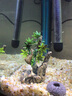 百因美魚(yú)缸造景菠蘿屋樹(shù)脂木頭魚(yú)缸擺件布景水族箱假山石城堡躲避裝飾 小號樹(shù)脂 曬單實(shí)拍圖
