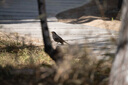 適馬（SIGMA）500mm F5.6 DG DN OS Sports 全畫(huà)幅無(wú)反遠(yuǎn)攝定焦鏡頭 索尼E口 曬單實(shí)拍圖