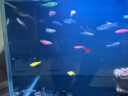 卡奇鱼 斑马鱼 淡水鱼 观赏鱼 小型观赏鱼 热带鱼 蝶翼斑马荧光好养易活 糖果斑马50条1.5-2.5cm最少6种色 实拍图