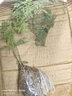文竹盆栽植物室內(nèi)辦公室綠植花卉盆栽盆景四季常青小盆栽 文竹+懶人吸水盆 曬單實(shí)拍圖