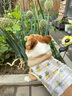 Lanswood 狗狗衣服夏季小型犬寵物柯基衣服薄款泰迪小狗夏日狗背心防掉毛 夏日菠蘿【背心款】 XL 建議29-35斤 曬單實(shí)拍圖