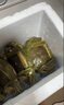 【活蟹】金蟹坊精品大閘蟹 全母蟹 3.8-4.1兩 無(wú)禮盒8只 曬單實(shí)拍圖