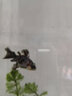 優(yōu)魚若寵蝶尾金魚活體水族寵物冷水淡水魚 精品混色蝶尾5條+1條防損 5-6cm 曬單實拍圖