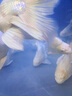 海童錦鯉飼料魚食金魚專用魚飼料蝴蝶鯉魚糧增色增艷增體增肥上浮魚糧 主食2#500g(適合5-10cm錦鯉) 曬單實拍圖