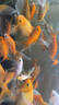 boxtech龍魚燈魚缸燈led燈防水照明燈管造景燈紅龍金龍銀龍專用誘色燈 紅鰈-70瓦龍魚增艷誘色燈 / 168CM燈管 曬單實拍圖