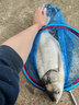民間藝人鰱鳙子線雙鉤大物專攻新關(guān)東伊勢尼魚鉤花鰱大頭魚綁好子線組套裝 新關(guān)東5號鉤*線4.0# 長65CM12付 曬單實(shí)拍圖