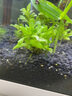 森淵無(wú)菌杯水草新手淡水草缸造景前景中景后景水溶爬地珍珠椒草宮廷 紅雨傘  (無(wú)菌杯) 曬單實(shí)拍圖