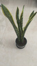中夢(mèng)金邊虎皮蘭盆栽多肉水培植物綠植辦公室內花卉大全客廳虎尾蘭1 虎皮蘭40-50cm6顆加侖盆 含盆 曬單實(shí)拍圖
