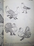 中國(guó)畫工筆人物畫底稿白描畫稿臨摹線稿大幅十八描摹線描入門古風(fēng)畫冊(cè)集仕女圖畫譜國(guó)風(fēng)水墨佛像敦煌壁畫宋畫手繪針管畫零基礎(chǔ)練習(xí) 白描基礎(chǔ)教程書 曬單實(shí)拍圖
