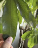 植物急救液解決植物黃葉光桿綠植花卉通用室內(nèi)盆栽專用復(fù)活營(yíng)養(yǎng)液 植物急救液*1瓶 曬單實(shí)拍圖