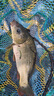 千壽釣線(xiàn)柔軟魚(yú)線(xiàn)日本進(jìn)口超強拉力競技黑坑尼龍線(xiàn)釣魚(yú)線(xiàn) 子線(xiàn)1.5 曬單實(shí)拍圖