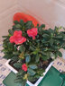 綠絲絳杜鵑花盆栽花苗四季花卉辦公室內陽(yáng)臺桌面家居擺放耐寒植物好物 紅色杜鵑【原裝盆土】 曬單實(shí)拍圖
