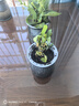 綠有意梔子花綠植花卉發(fā)財樹(shù)盆栽辦公室內多肉綠蘿籮桌面水培好養活植物 【全家福套餐】12盆大禮包帶回家 含盆 曬單實(shí)拍圖