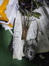 沃繡 水培植物綠植室內水養花卉盆栽銅錢(qián)草 小仙女1棵 不含盆 曬單實(shí)拍圖